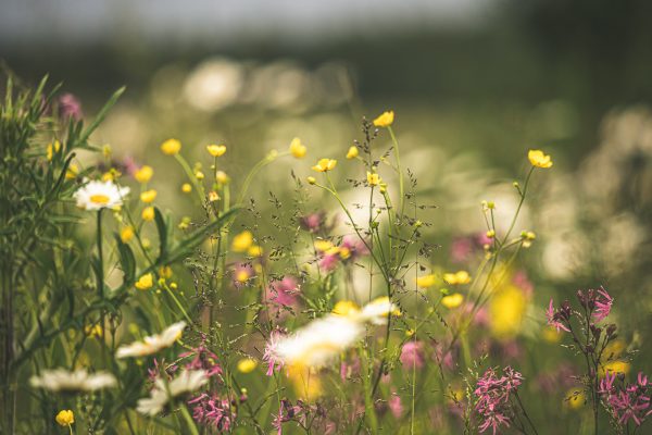 Blumenwiesenspende