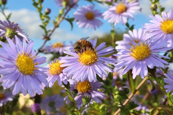 Ideen für einen bienenfreundlichen Garten