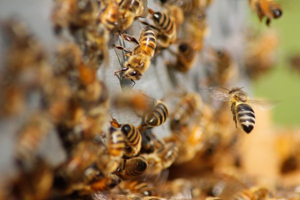 Weltbienentag